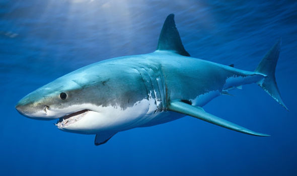 It’s Finally The Week That So Many People Wait All Year For… Shark Week!!!! 